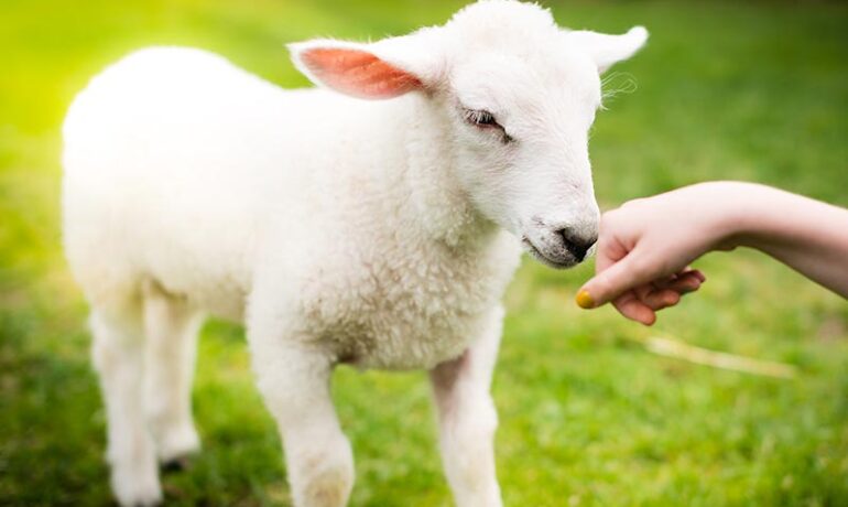 EASTER | Lambing Week at the Farm – Tatton Park