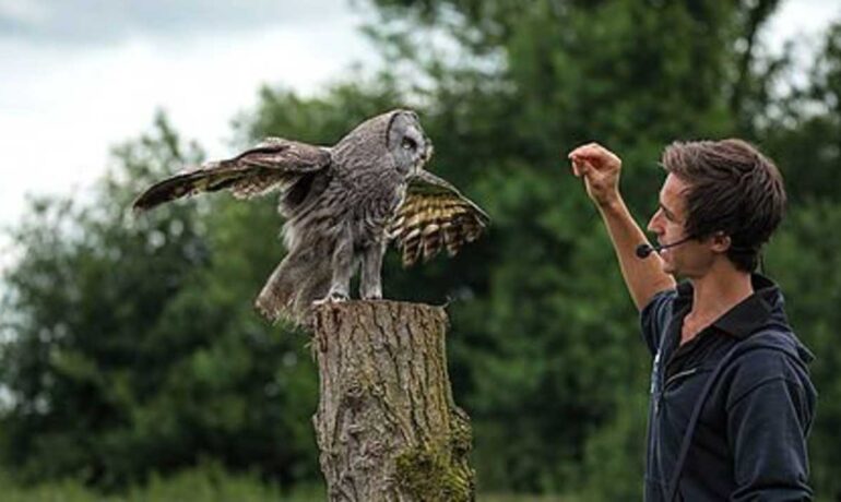 WILDLIFE | Gauntlet Birds of Preys 30th Birthday