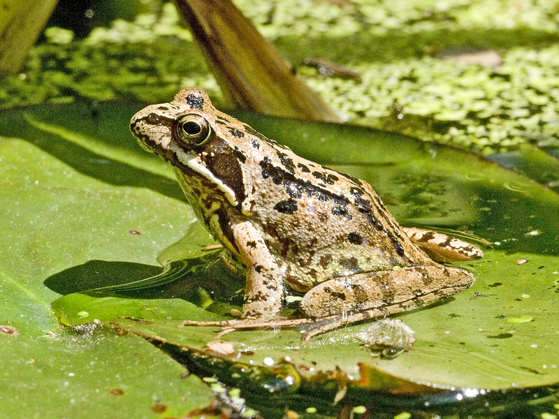 It's just a frog, living a frog life on a lily pad in a pond