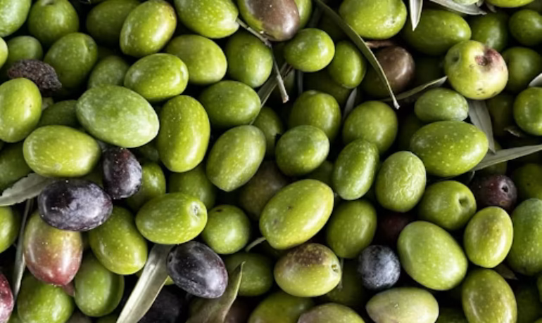 FAMILY FEST | Guess the Olives Competition